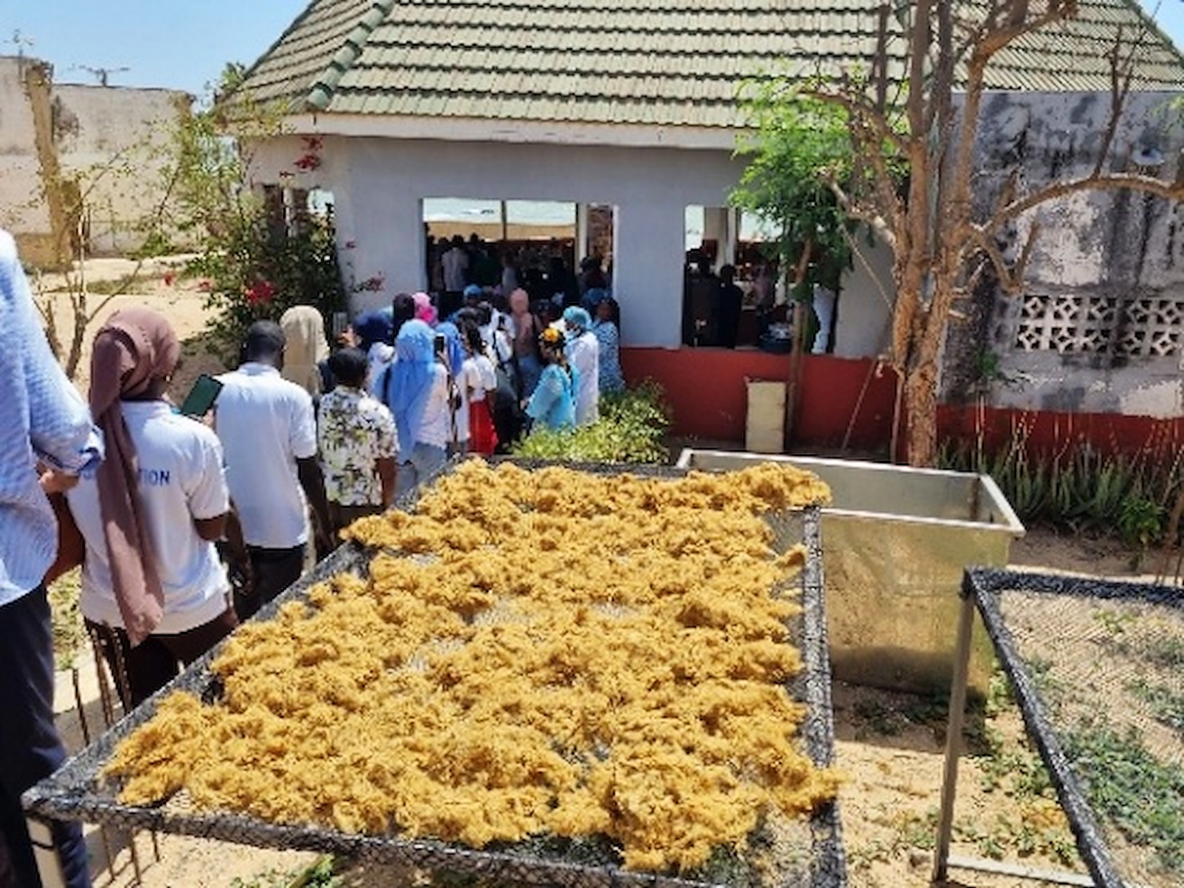 Algues mises a secher au centre de Ngaparou